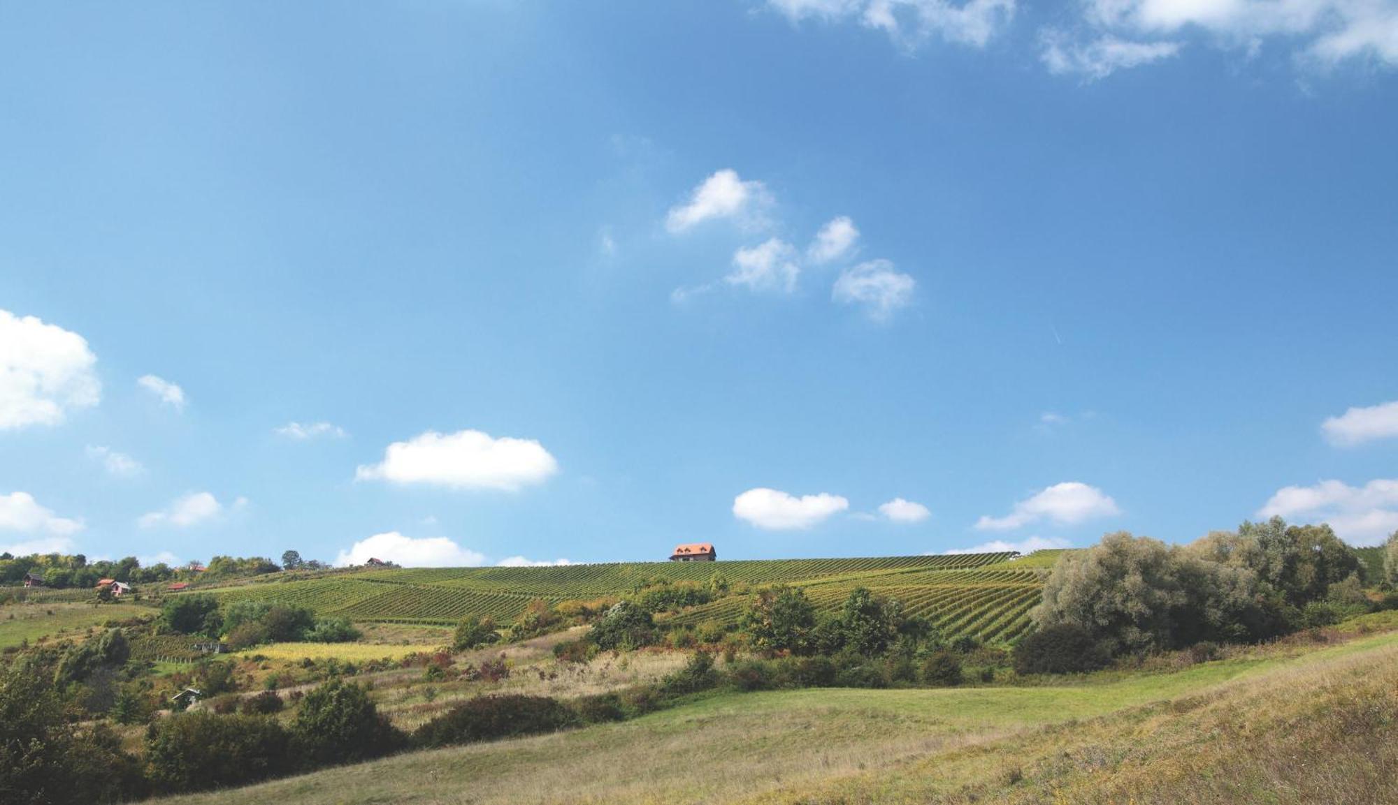 Bolfan Vinski Vrh Farm stay