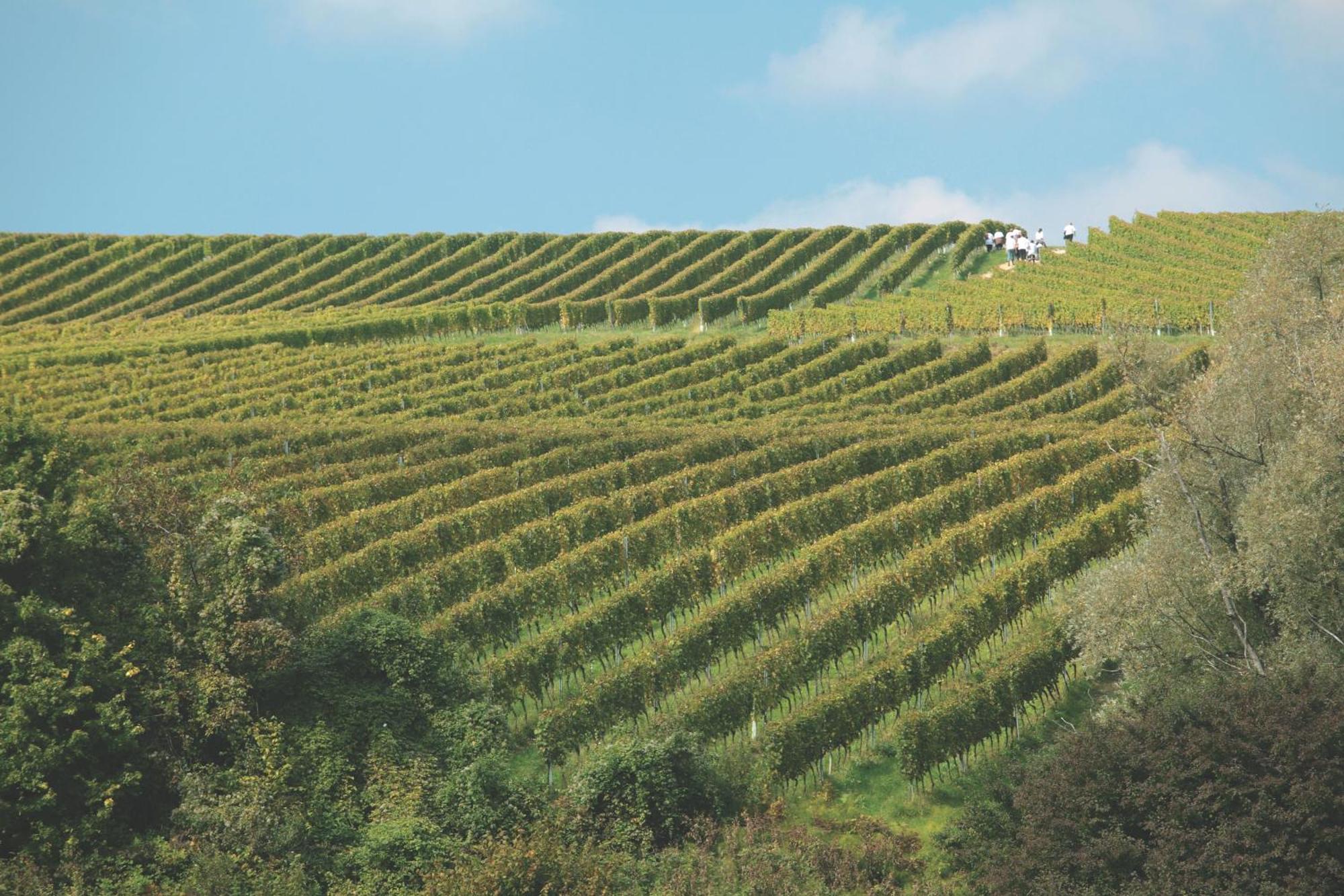 Bolfan Vinski Vrh Farm stay