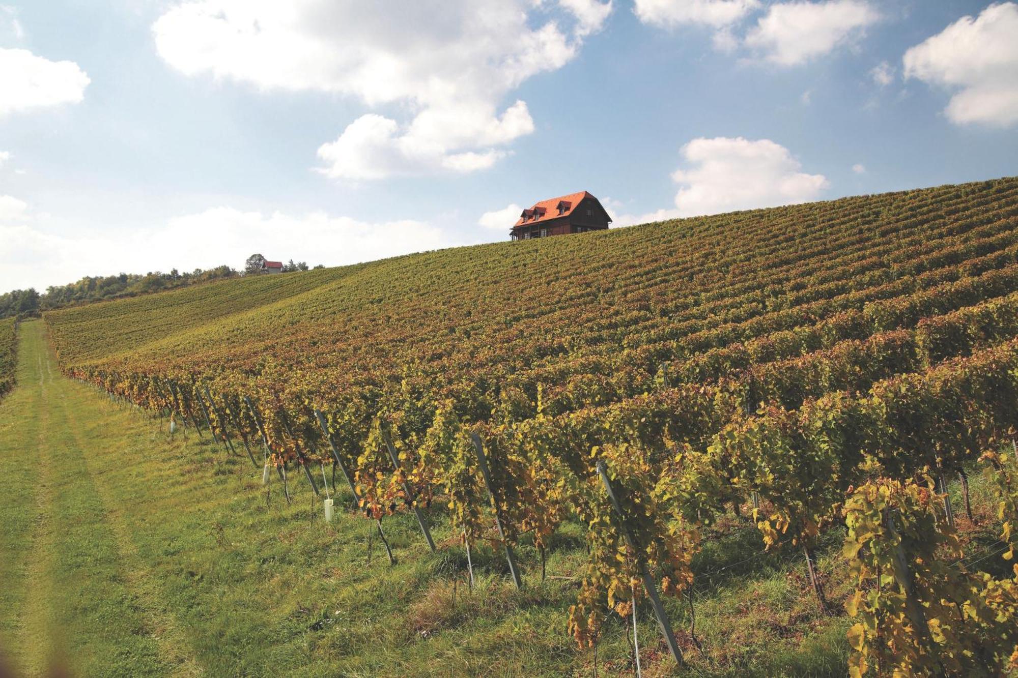 Bolfan Vinski Vrh Farm stay *