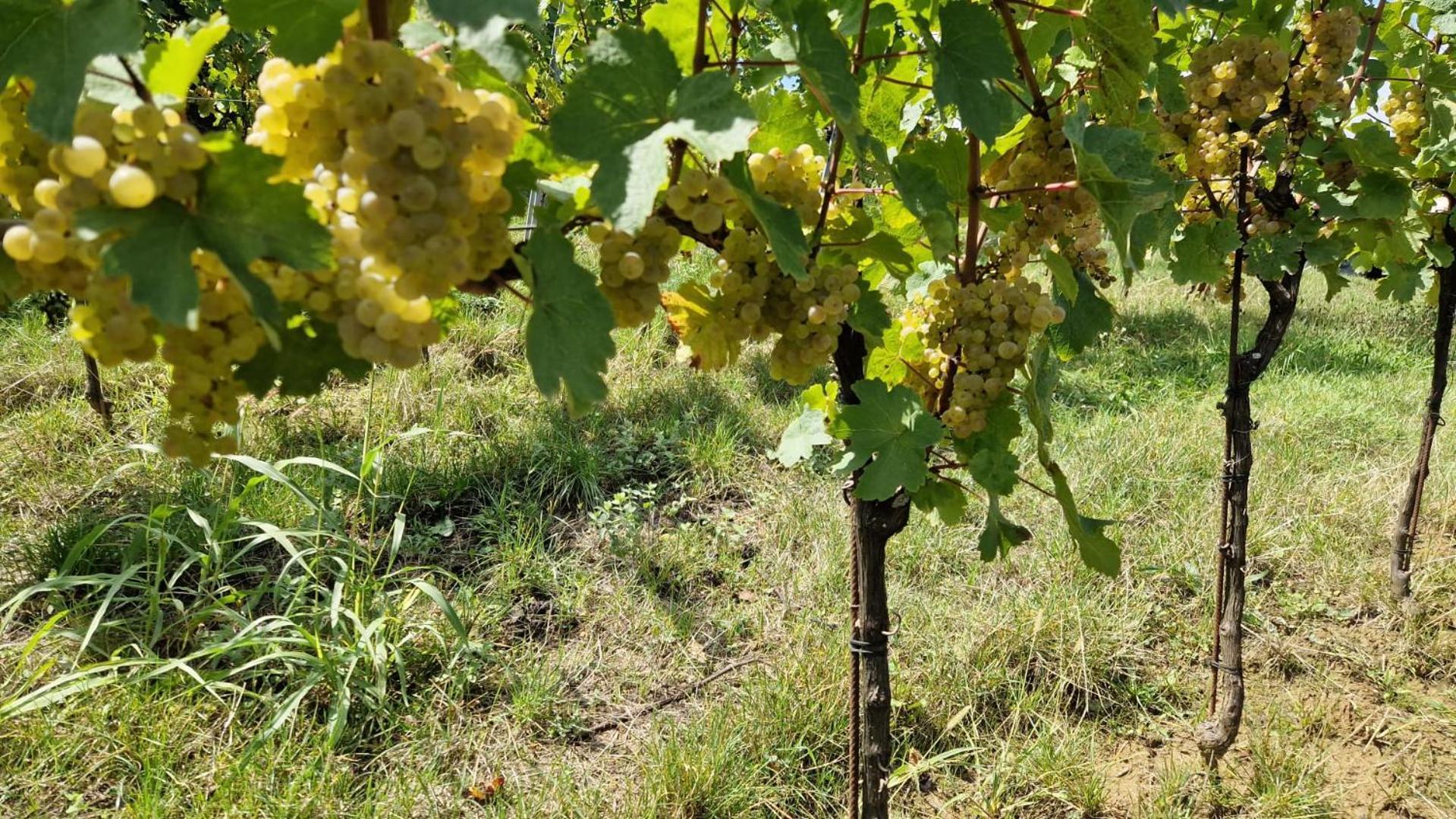 Bolfan Vinski Vrh Farm stay Hrascina