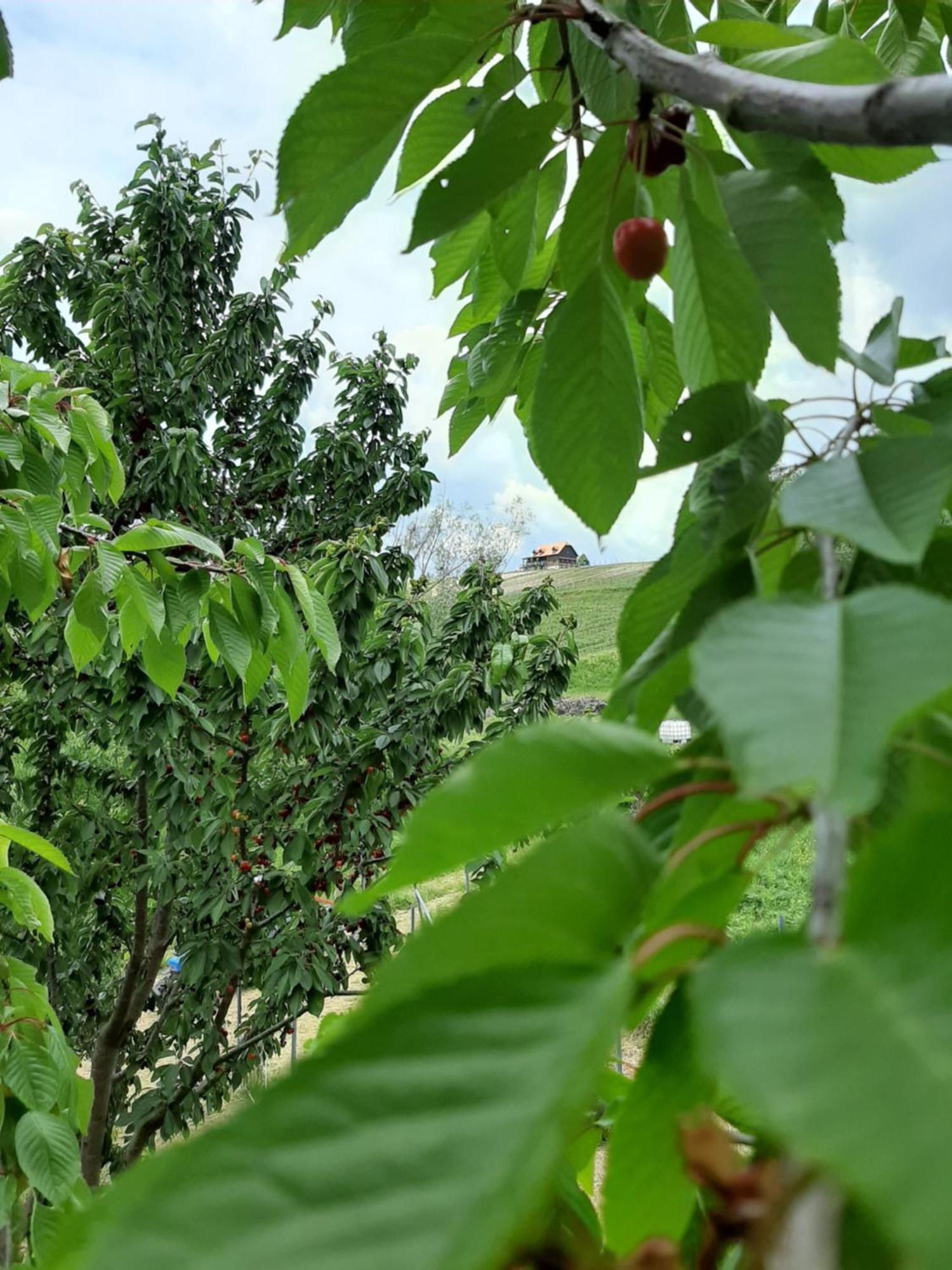 Farm stay Bolfan Vinski Vrh